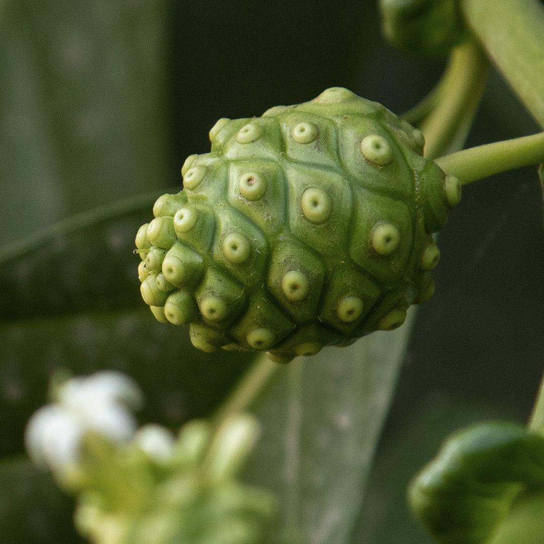 [Celimax] Noni Moisture Balancing Toner